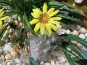 Gazania linearis 0004