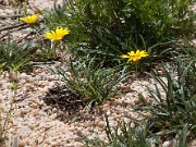 Gazania linearoides 20100001