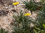 Gazania linearoides 20100003