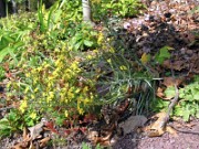 Pityopsis graminifolius small form 0003