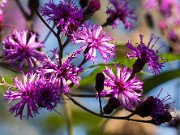 Vernonia gigantea 20150917 0002