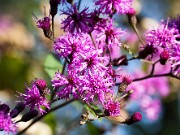 Vernonia gigantea 20150917 0004