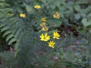 Coreopsis