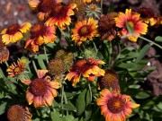 Gaillardia