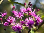 Vernonia