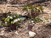 Jeffersonia diphylla 20110007