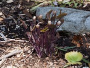 Jeffersonia diphylla 20110011