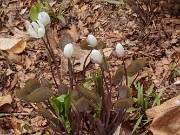 Jeffersonia diphylla 20180409 0001