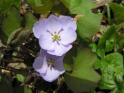 Jeffersonia dubia 0002