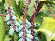 Mahonia bealei 20170514 0002