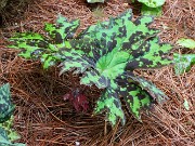 Podophyllum Mystic River 20220514 0001