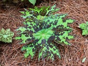 Podophyllum Mystic River 20220514 0003