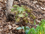 Podophyllum delavayi 0001