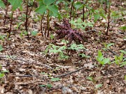 Podophyllum delavayi 0002