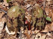 Podophyllum delavayi 0016