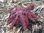 Podophyllum delavayi 0017