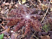 Podophyllum delavayi 0018