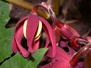 Podophyllum delavayi 0019