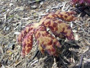 Podophyllum delavayi 0020