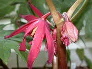 Podophyllum delavayi 0021