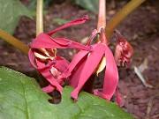 Podophyllum delavayi 0022