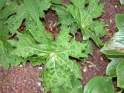 Podophyllum delavayi 0023