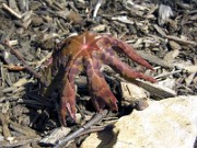 Podophyllum delavayi 0024