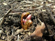 Podophyllum delavayi 0025