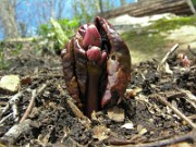 Podophyllum delavayi 0026