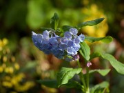 Mertensia