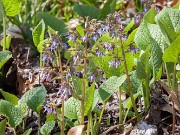 Trachystemon