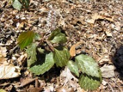 Pachysandra procumbens 0006