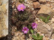 Coryphantha