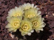 Gymnocalycium
