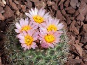 Pediocactus