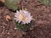 Stenocactus