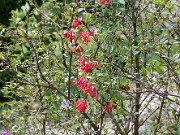 Lonicera sempervirens 20100001