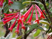 Lonicera sempervirens 20100003