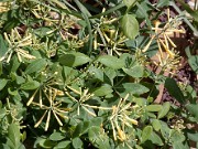 Lonicera sempervirens John Clayton 0002