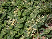 Lonicera sempervirens John Clayton 0003