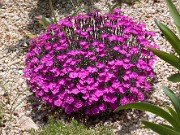Dianthus sp. 0007