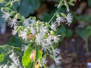 Silene ovata 20161011 0001