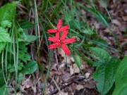 Silene virginica 0001