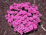 Dianthus