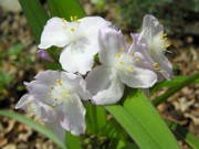 Tradescantia tharpii 0002