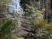 Cornus florida 0001