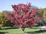 Cornus florida fall color 0007