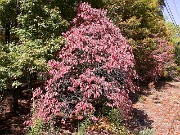 Cornus florida fall color 0011