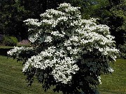 Cornus kousa 0001