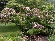 Cornus kousa Beni Fuji 0001